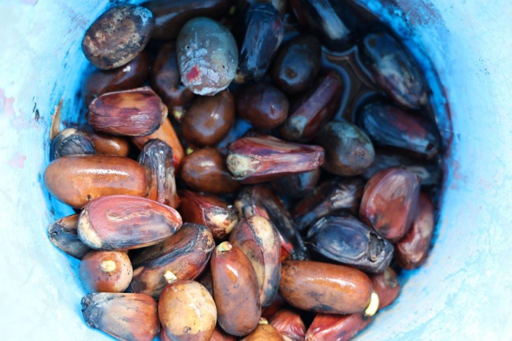Collected seed that has been dried and soaked in water for two days