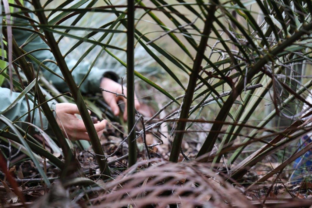 Collecting seed from a female Zamia
