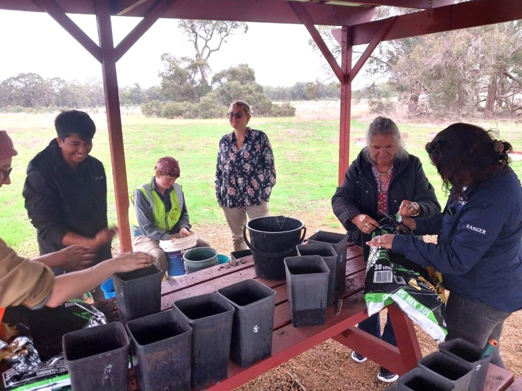 Noongar Ranger team propagating Zamia seed into large pots to go into a nursery