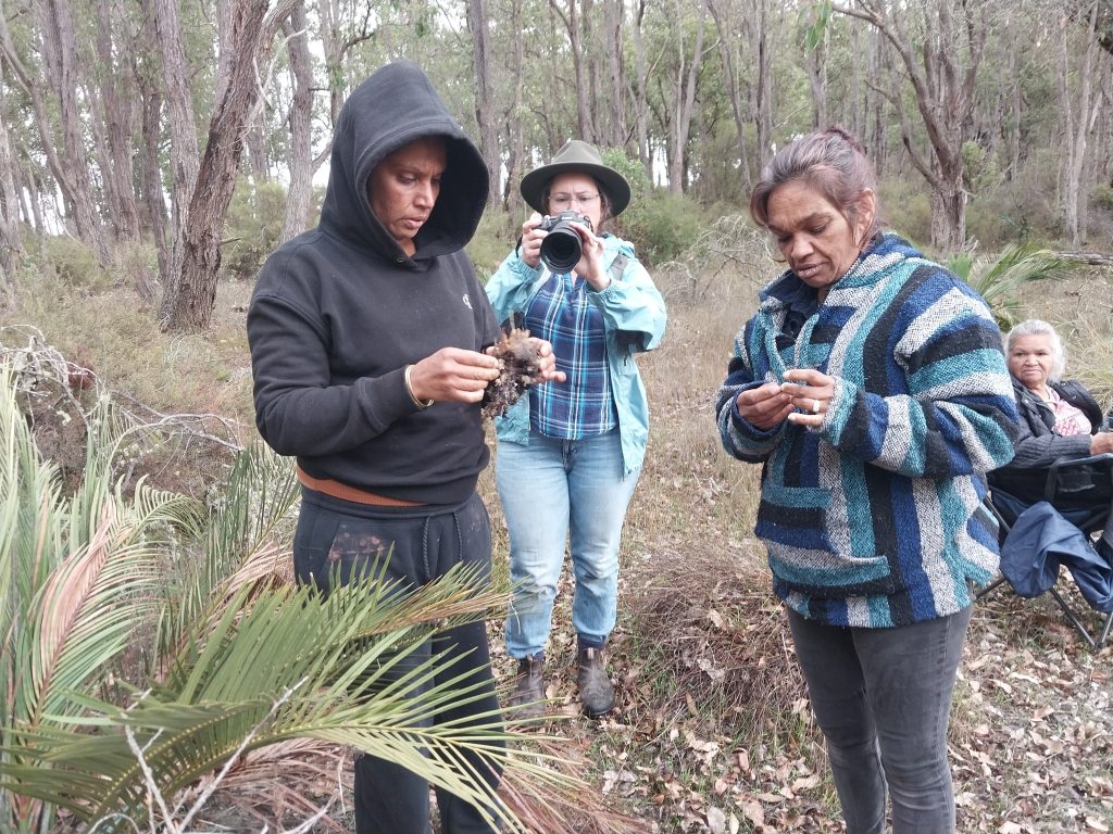 Nowanup Rangers beside a Zamia cyad with a blood root (Menang) bulb