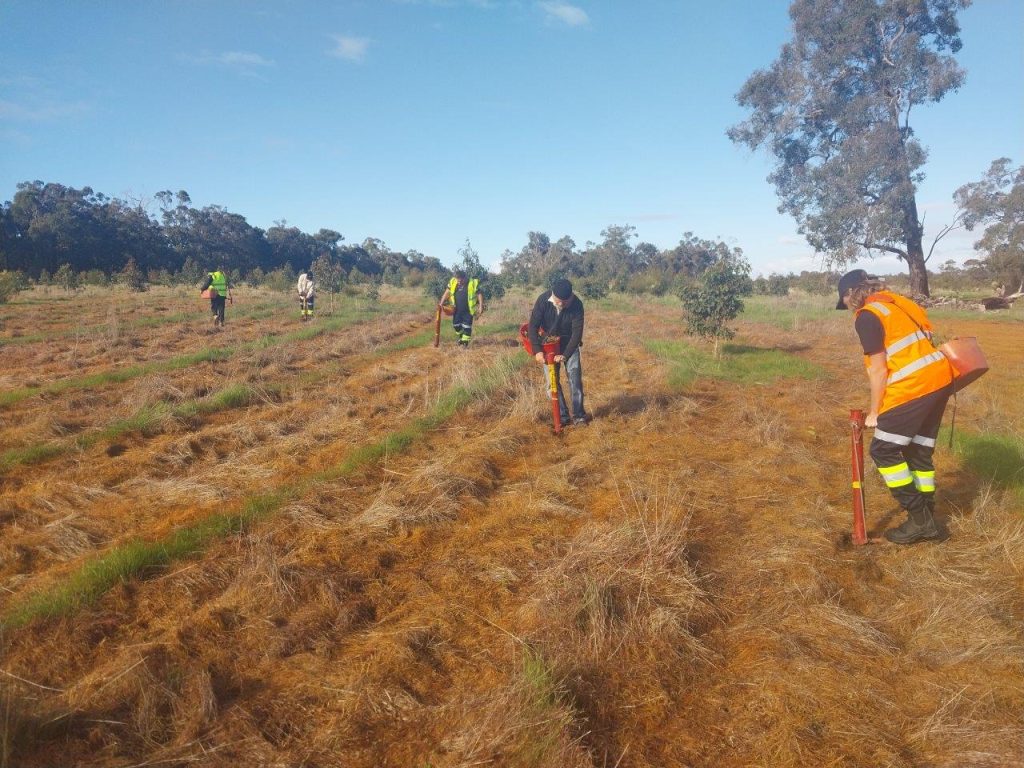 Gnowangerup Abiriginal Corporation Rangers Tootanellup planting under contract by Carbon Positive Australia 3200 infill plants.