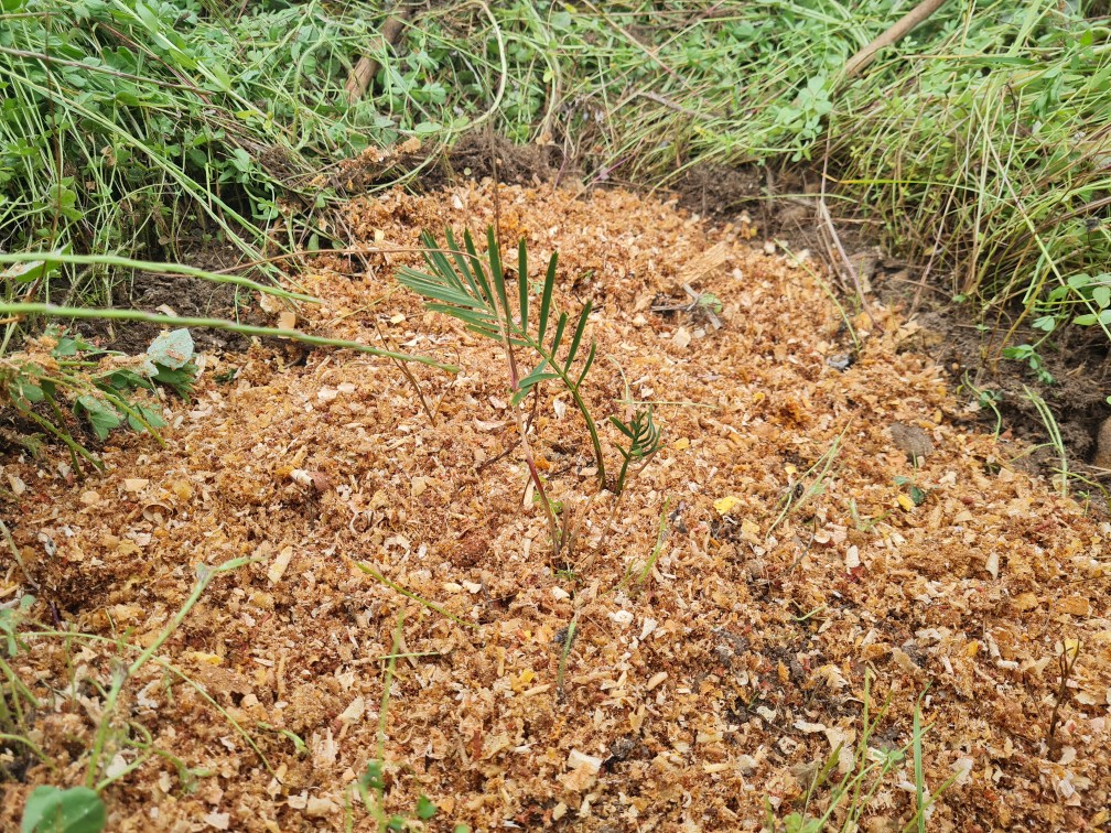 Tootanellup seedling mulched with sawdust from Denmark Men's Shed