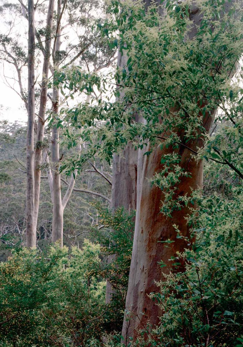 Karri Trees